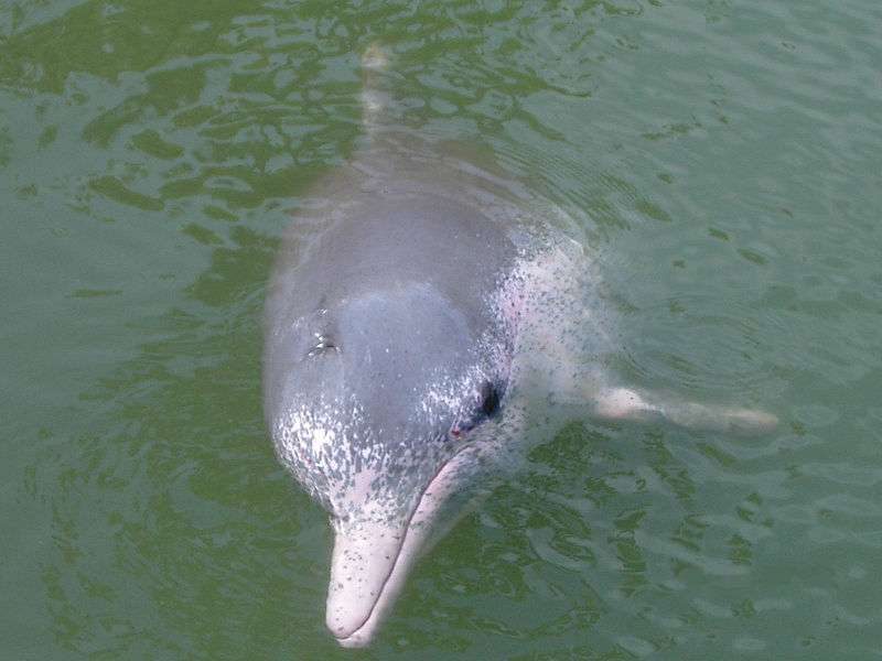 Delfín de río