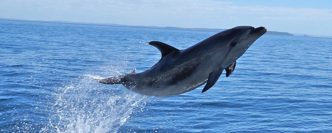 Delfines mular