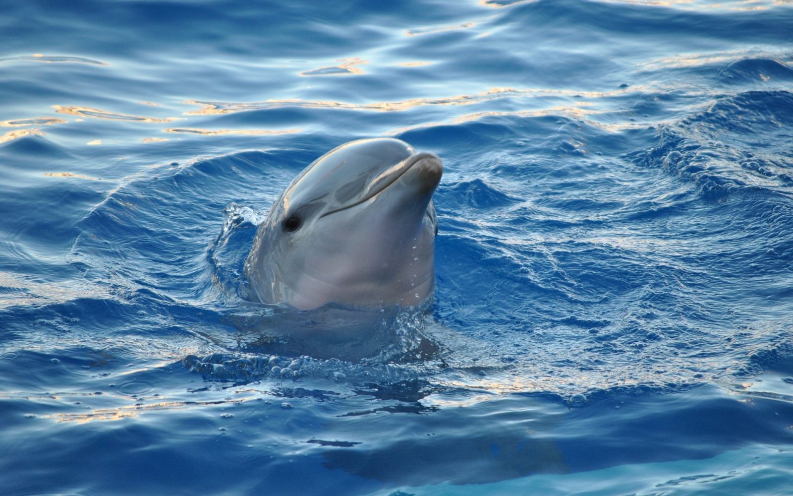 Vocalizaciones y sonidos de los delfines